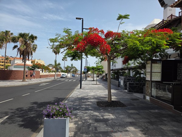 Calle de La Caleta bordeada de palmeras y un flamboyán con flores rojas sobre aceras amplias y ambiente costero.